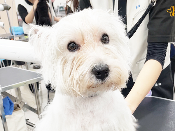 モデル犬の家族が決まりました☆